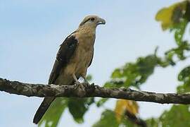 Yellow-headed Caracara