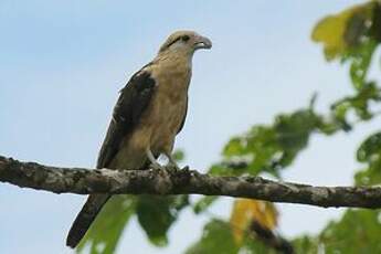 Caracara à tête jaune