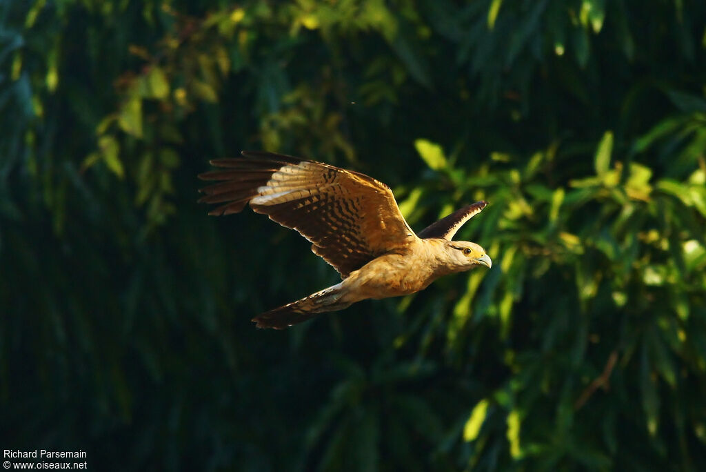 Yellow-headed Caracaraadult