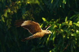 Yellow-headed Caracara