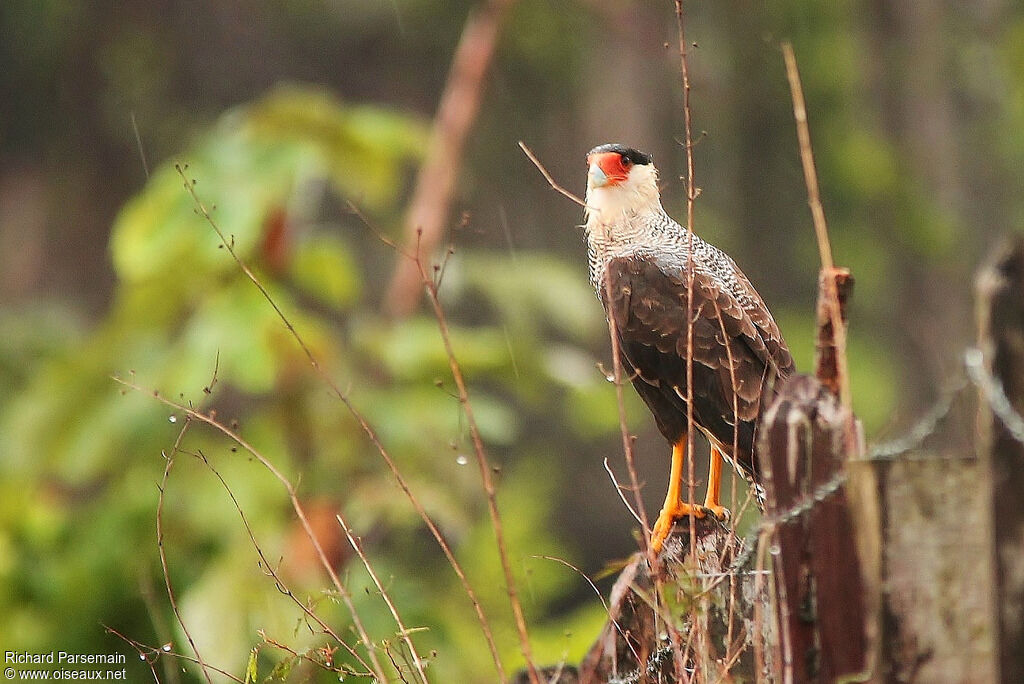 Northern Crested Caracaraadult