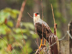 Crested Caracara (cheriway)