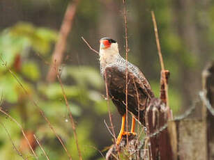 Caracara du Nord