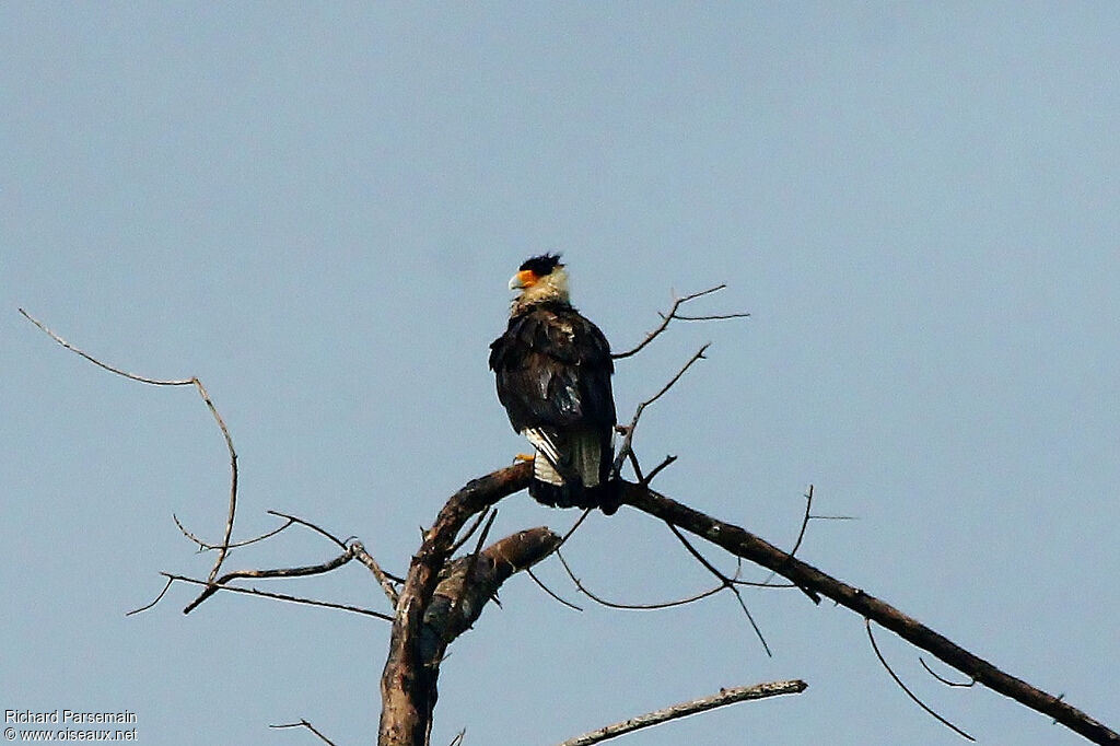 Caracara du Nordadulte