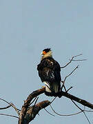 Northern Crested Caracara