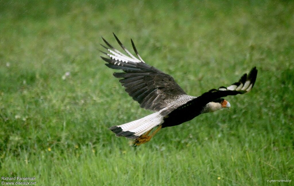 Crested Caracara (cheriway)adult