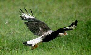 Northern Crested Caracara