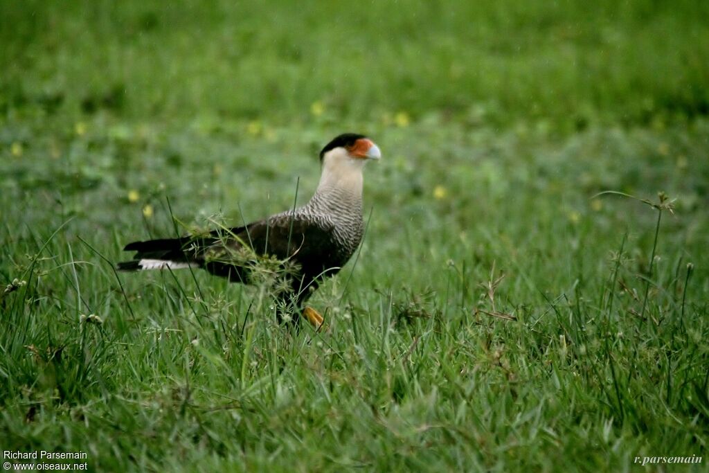 Northern Crested Caracaraadult