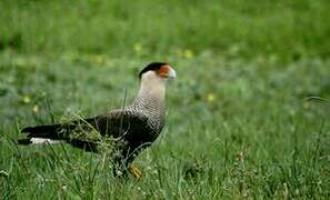 Crested Caracara (cheriway)