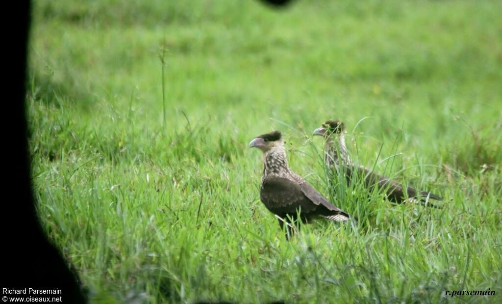 Northern Crested Caracaraimmature