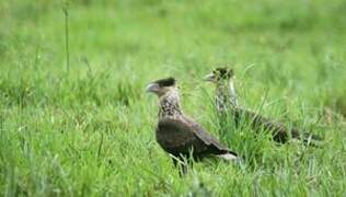 Crested Caracara (cheriway)