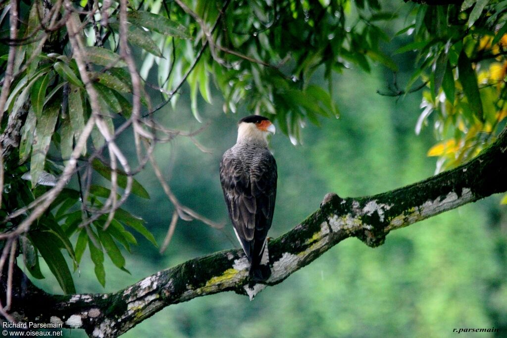 Northern Crested Caracaraadult