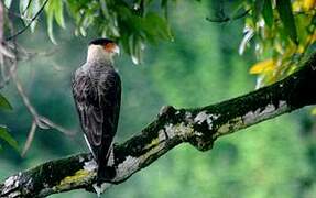 Crested Caracara (cheriway)