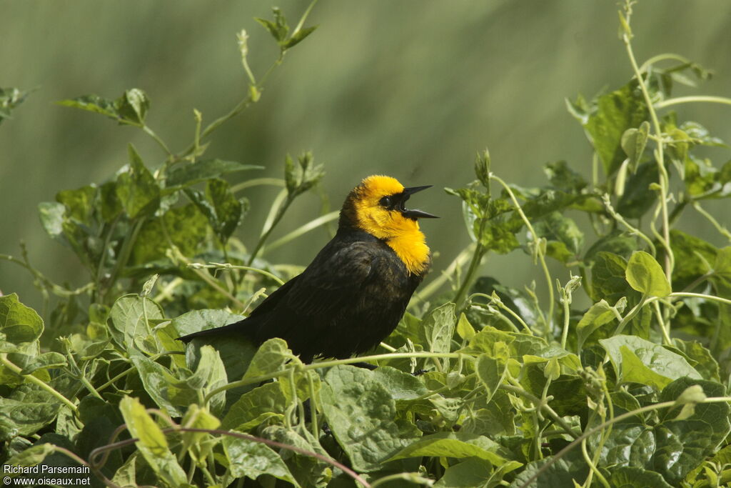 Yellow-hooded Blackbird male adult