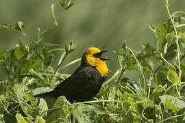 Yellow-hooded Blackbird