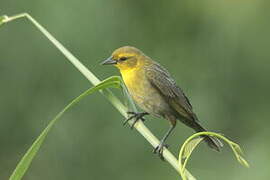 Yellow-hooded Blackbird