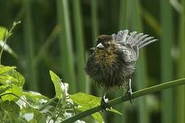 Yellow-hooded Blackbird