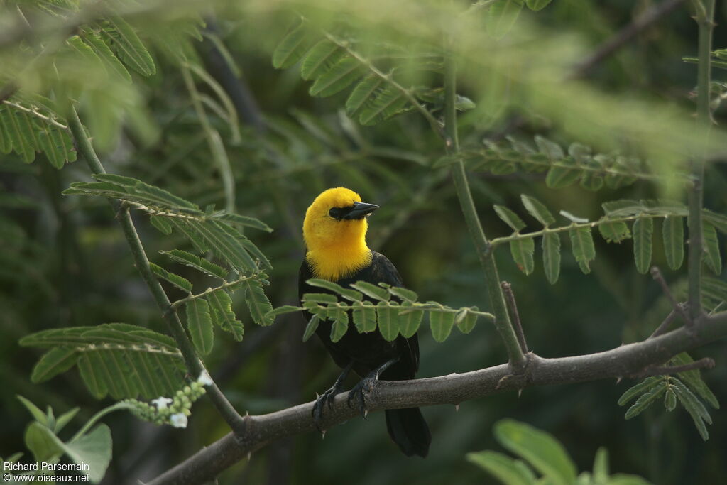 Yellow-hooded Blackbird male adult