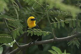 Yellow-hooded Blackbird