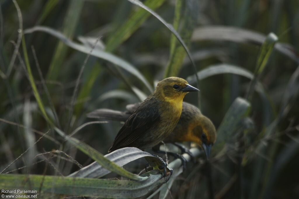 Yellow-hooded Blackbird female adult