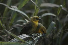 Yellow-hooded Blackbird