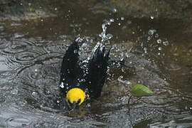 Yellow-hooded Blackbird