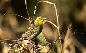 Yellow-hooded Blackbird