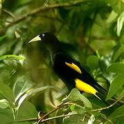 Yellow-rumped Cacique