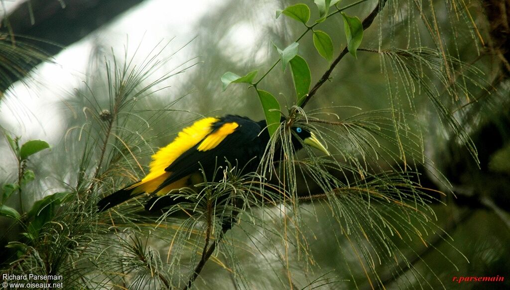 Yellow-rumped Caciqueadult