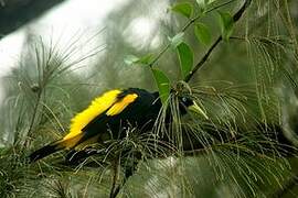 Yellow-rumped Cacique