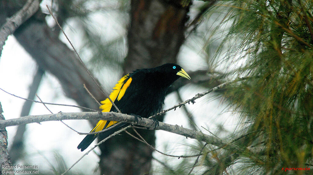 Yellow-rumped Caciqueadult