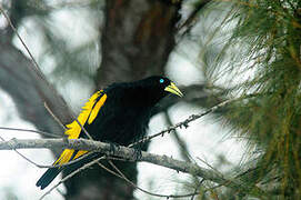 Yellow-rumped Cacique