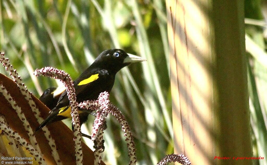 Yellow-rumped Cacique