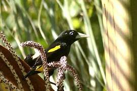 Yellow-rumped Cacique