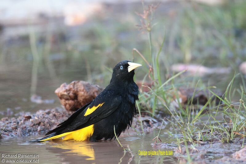 Yellow-rumped Cacique, care, drinks