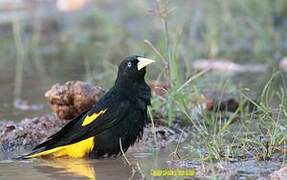 Yellow-rumped Cacique