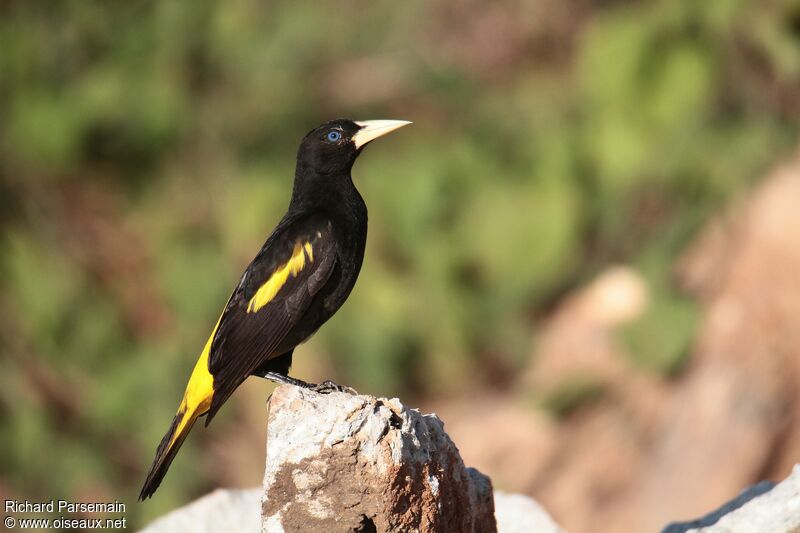 Yellow-rumped Caciqueadult