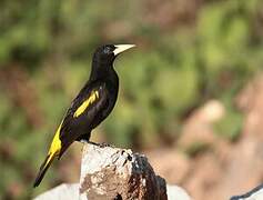 Yellow-rumped Cacique