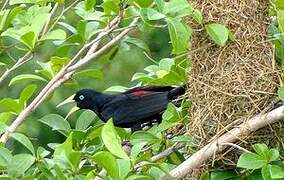 Red-rumped Cacique