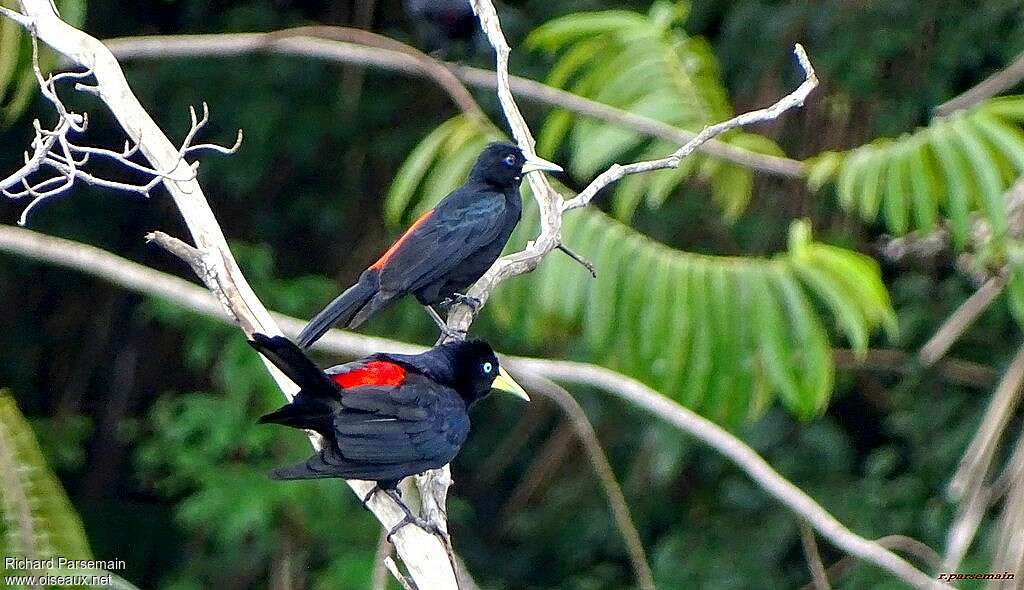 Red-rumped Caciqueadult, habitat, pigmentation