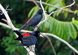 Red-rumped Cacique