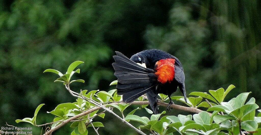 Red-rumped Caciqueadult