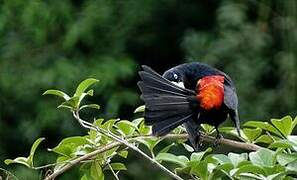 Red-rumped Cacique