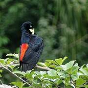 Red-rumped Cacique