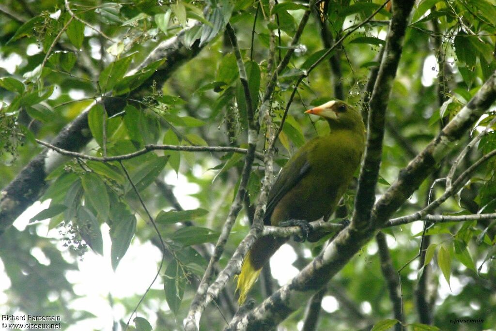 Green Oropendolaadult