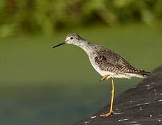 Lesser Yellowlegs