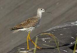 Lesser Yellowlegs