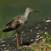 Lesser Yellowlegs