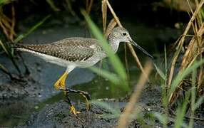 Greater Yellowlegs