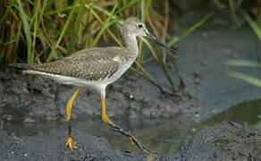 Greater Yellowlegs